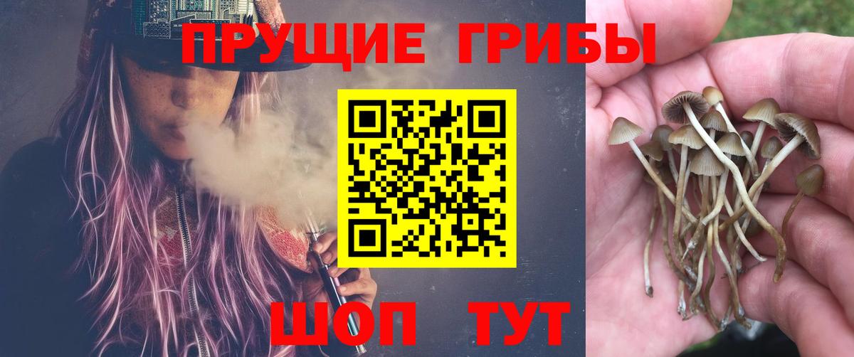 Псилоцибиновые грибы Psilocybe Можайск